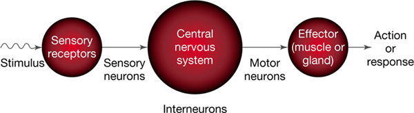 CNS and PNS